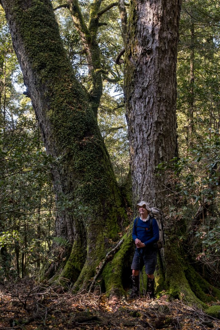 A huge Antarctic beech 