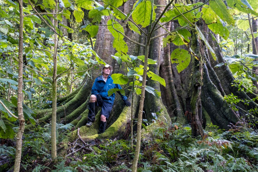 Watching for stinging trees